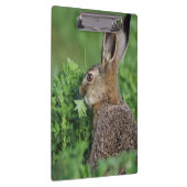 ノウサギ, Lepus europaeus, 幼体, 食べる クリップボード (右)