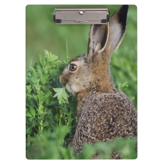 ノウサギ, Lepus europaeus, 幼体, 食べる クリップボード (正面)