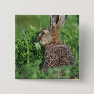 ノウサギ, Lepus europaeus, 幼体, 食べる 缶バッジ