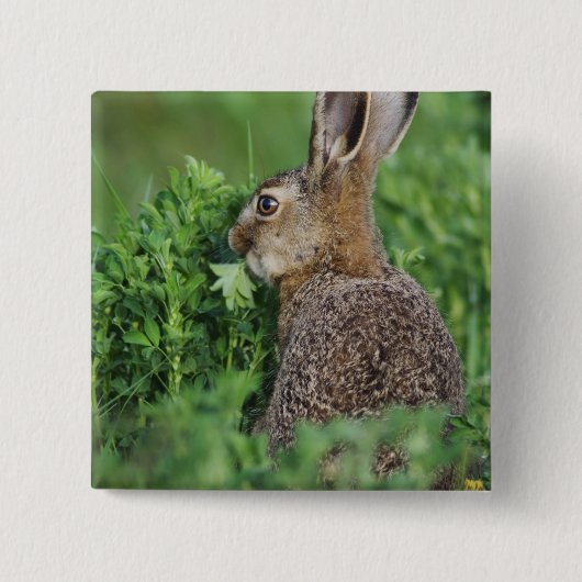 ノウサギ, Lepus europaeus, 幼体, 食べる 缶バッジ (正面)