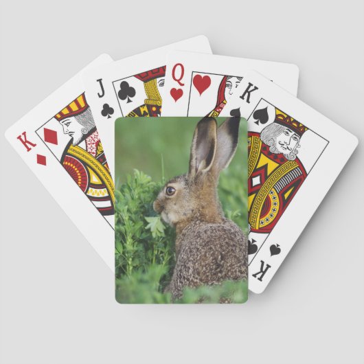 ノウサギ、Lepus europaeus、若いノウサギが食べている トランプ (裏面)