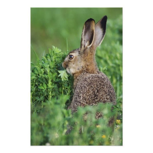 ノウサギ、Lepus europaeus、若いノウサギが食べている フォトプリント (正面)