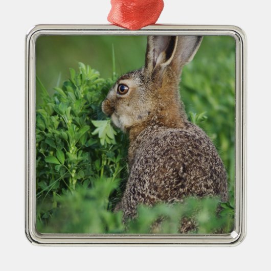 ノウサギ、Lepus europaeus、若いノウサギが食べている メタルオーナメント (正面)