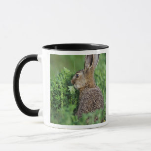 ノウサギ、Lepus europaeus、若い個体が食事中、 マグカップ