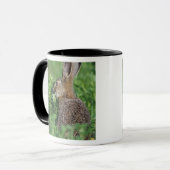 ノウサギ、Lepus europaeus、若い個体が食事中、 マグカップ (正面左)