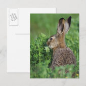 ノウサギ、Lepus europaeus、若い個体の食事 ポストカード (正面/裏面)