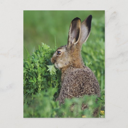 ノウサギ、Lepus europaeus、若い個体の食事 ポストカード (正面)