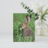 ノウサギ、Lepus europaeus、若い個体の食事 ポストカード (スタンド正面)