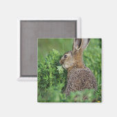 ノウサギ、Lepus europaeus、若い個体の食事 マグネット (正面/裏面)
