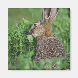 ノウサギ、Lepus europaeus、若い個体の食事 マグネット