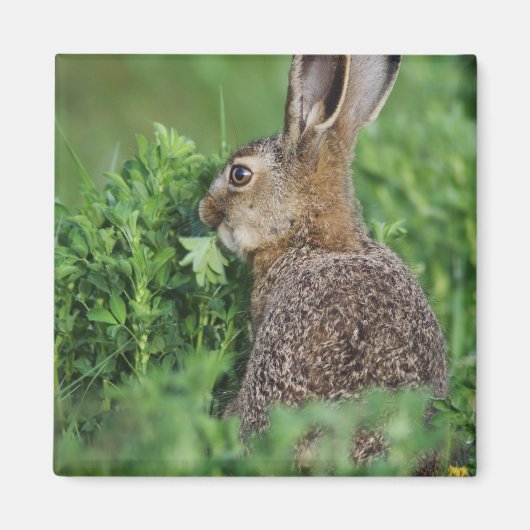 ノウサギ、Lepus europaeus、若い個体の食事 マグネット (正面)