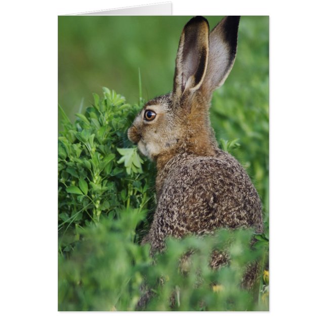 ノウサギ、Lepus europaeus、若い、食べる (正面)