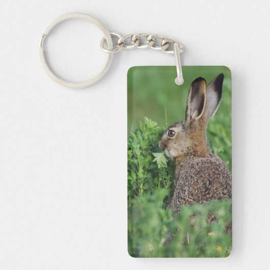 ノウサギ、Lepus europaeus、若い、食べる キーホルダー (正面)