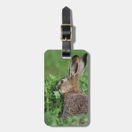 ノウサギ、Lepus europaeus、若い、食べる ラゲッジタグ (正面縦)