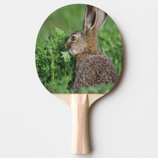 ノウサギ、Lepus europaeus、若い、食べる 卓球ラケット (正面)