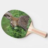 ノウサギ、Lepus europaeus、若い、食べる 卓球ラケット (横)