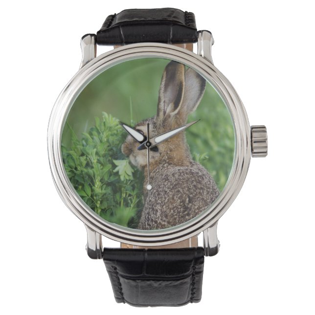 ノウサギ、Lepus europaeus、若い、食べる 腕時計 (正面)