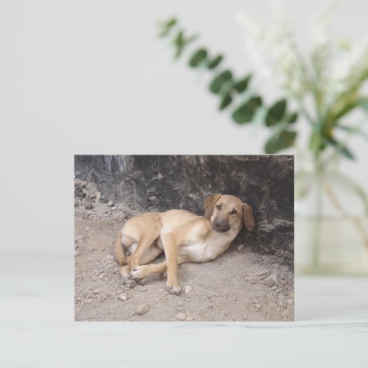 ノウザドッグス ポストカードRPG ポストカード (スタンド正面)