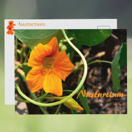 ノウゼンハレン科の花の植物写真ボタニカル ポストカード