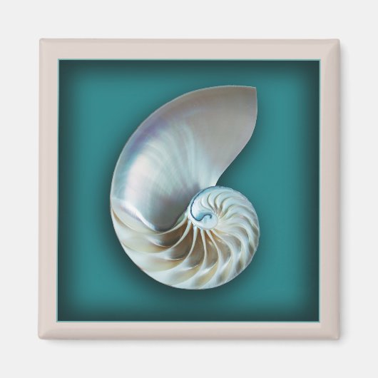 ノウチラス殻磁石 マグネット (正面)