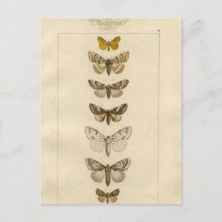 ノクタネス葉書 ポストカード