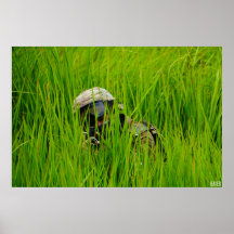 ノコギリの葉の軟膏