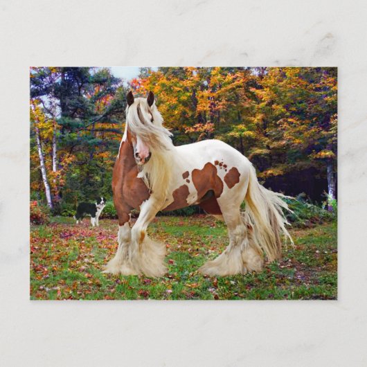 「ノコミス」 ポストカード (正面)