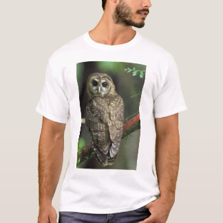 ノザマフクロウ-カウリナ Tシャツ