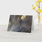 ノシーキャット誕生日 カード (黄色い花)