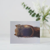 ノジー ポストカード (スタンド正面)