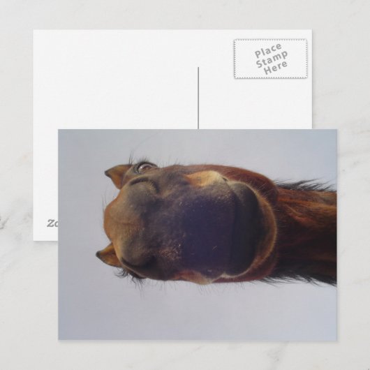 ノジー ポストカード (正面/裏面)