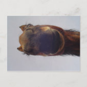 ノジー ポストカード (正面)