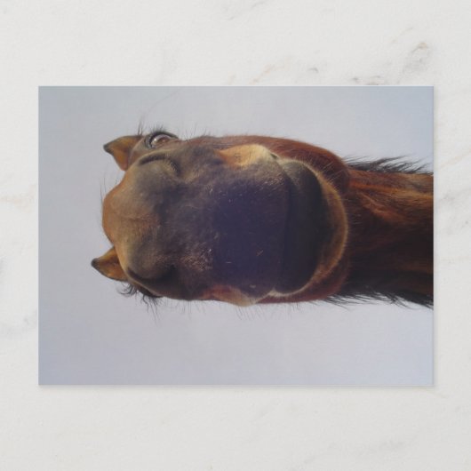 ノジー ポストカード (正面)