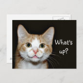 ノジー ポストカード (正面/裏面)