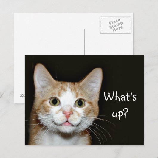 ノジー ポストカード (正面/裏面)