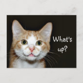 ノジー ポストカード (正面)