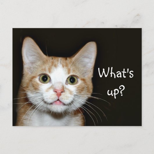 ノジー ポストカード (正面)