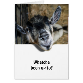 ノジー・ヤギが見上げる