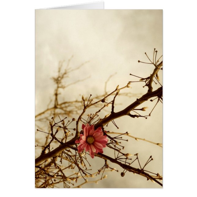 ノスタルジア (正面)