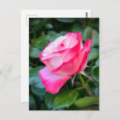 ノスタルジーバラノスタルジア ポストカード (正面/裏面)