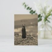 ノスフェラトゥリス ポストカード (スタンド正面)