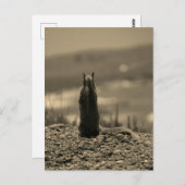 ノスフェラトゥリス ポストカード (正面/裏面)