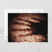 ノスフェラトゥ ポストカード (正面/裏面)