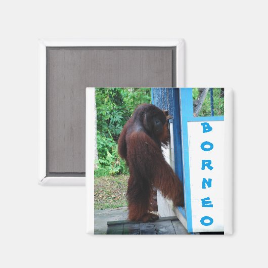 ノックノックノックネイバーフレンズボルネオ マグネット (正面/裏面)