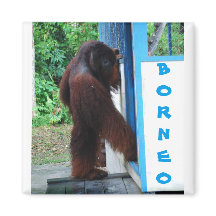 ノックノックノックネイバーフレンズボルネオ