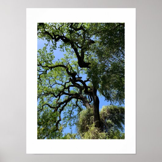 ノットカリフォルニアグリーンカラー写真 ポスター (正面)