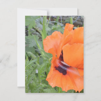 ノテカード ポストカード