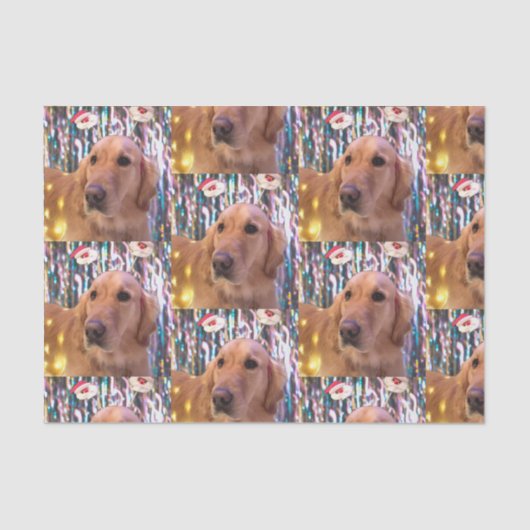 ノバザゴールデンレトリエバーサンタクリスマス 薄葉紙 (正面)