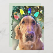 ノバザゴールデンレトリエバードッグクリスマス招待状 招待状 (正面/裏面)