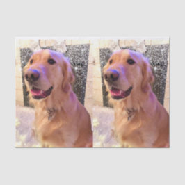 ノバザゴールデンレトリバーティッシュペーパー 薄葉紙